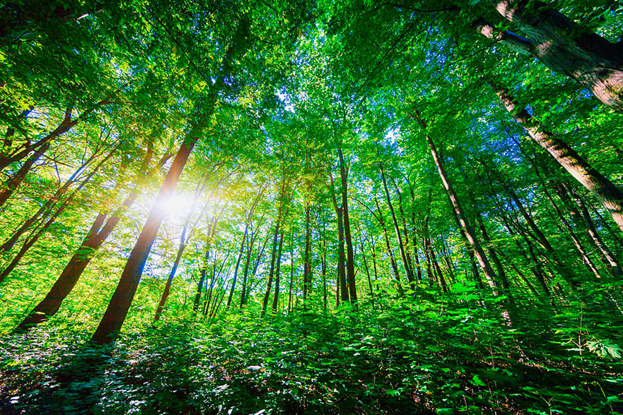 Trusted Supplier Sustainability